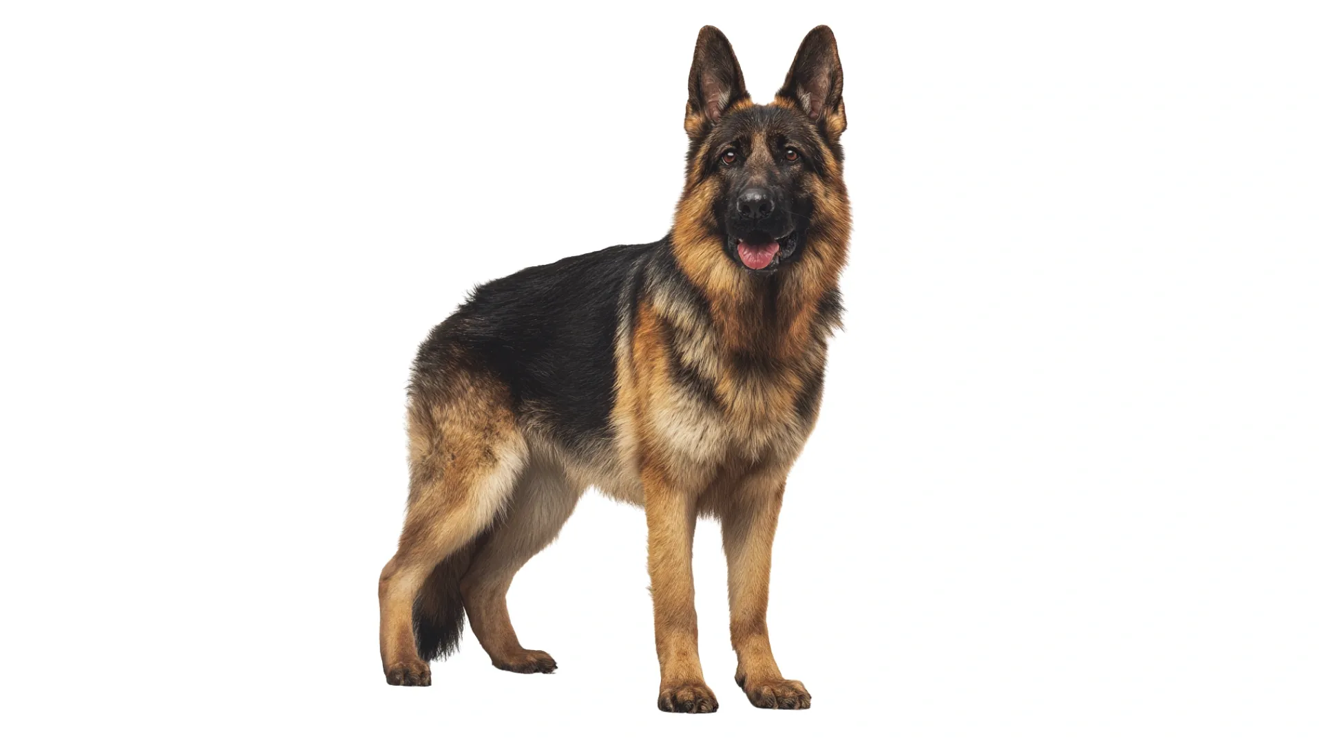 Berger Allemand.webp