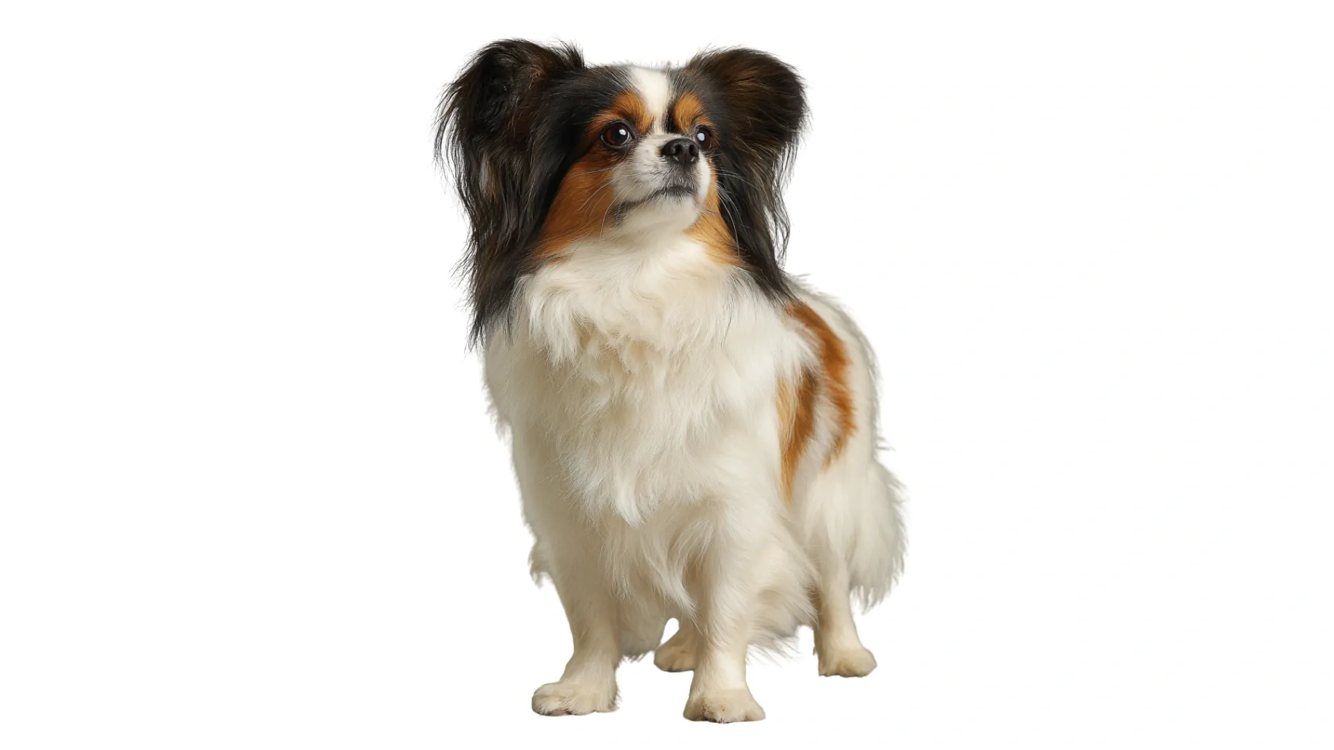 Epagneul nain continental.webp