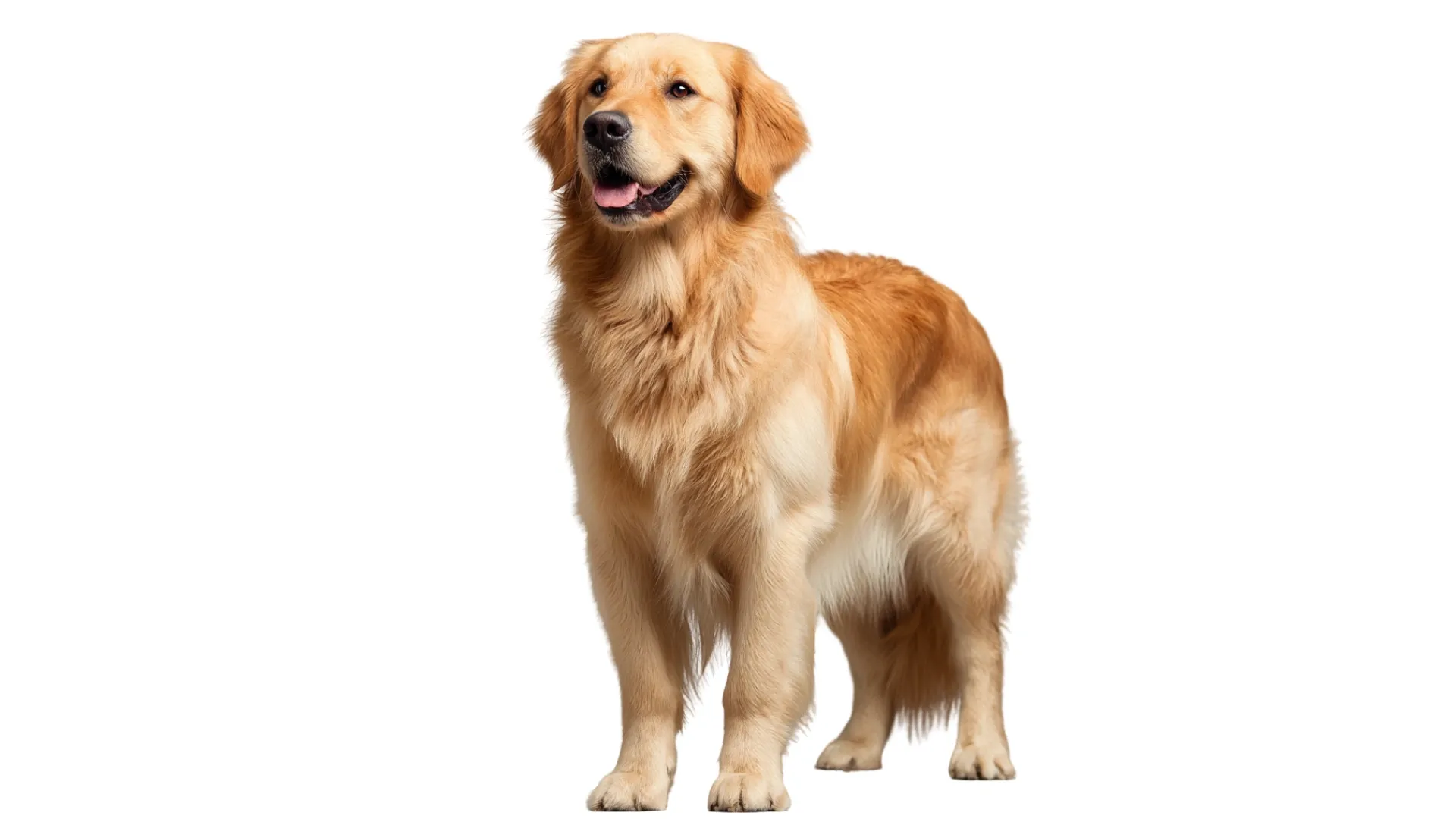 Golden Retriever.webp