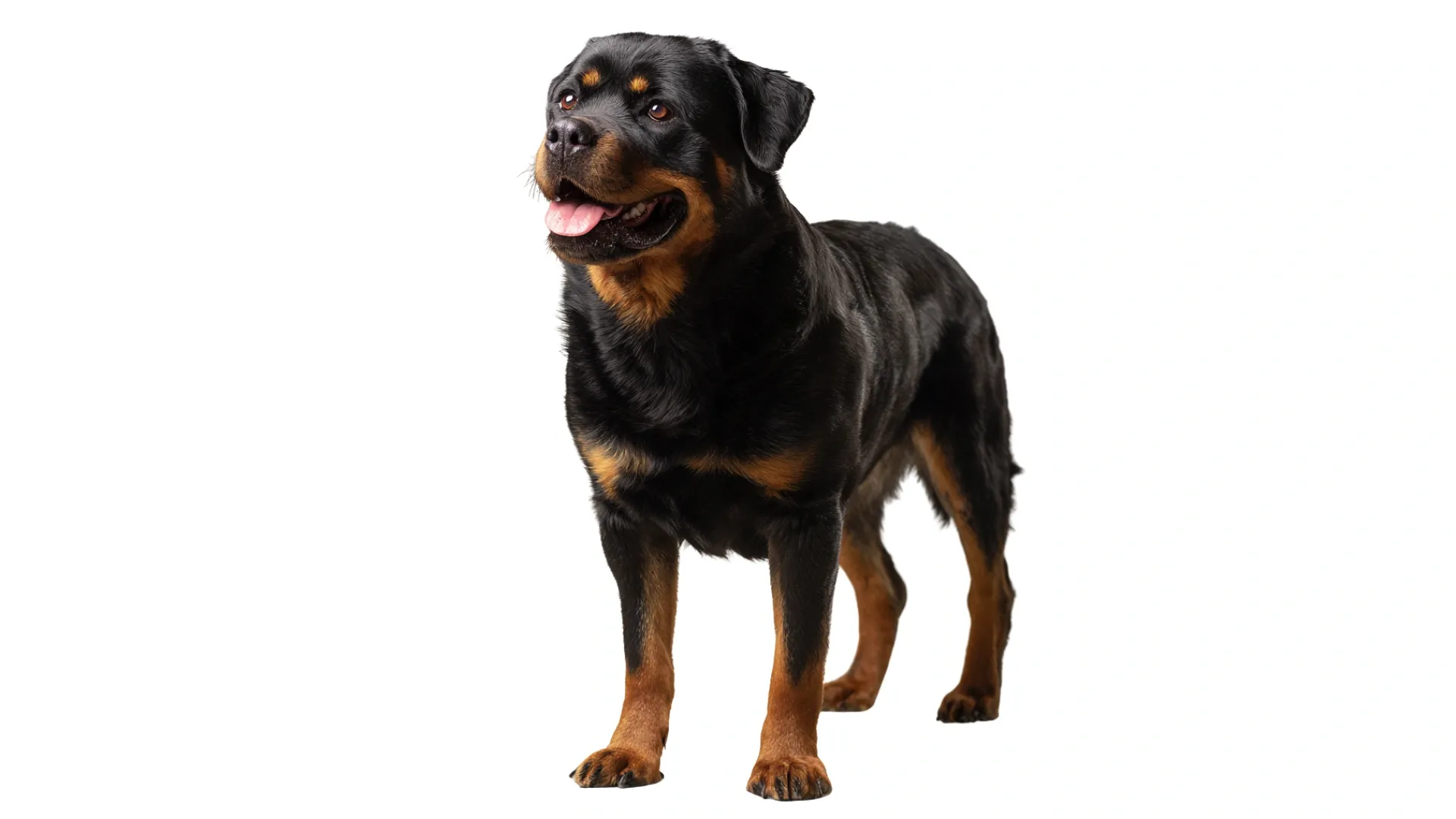 Rottweiler.webp