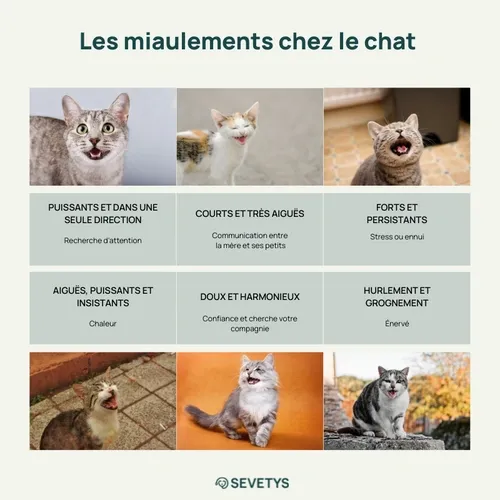 Les miaulements chez le chat
