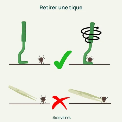 Comment retirer une tique à un chat
