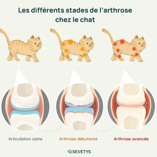 stades arthrose chez le chat
